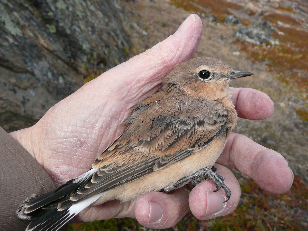 Northern Wheatear (Greenland) - ML207479361