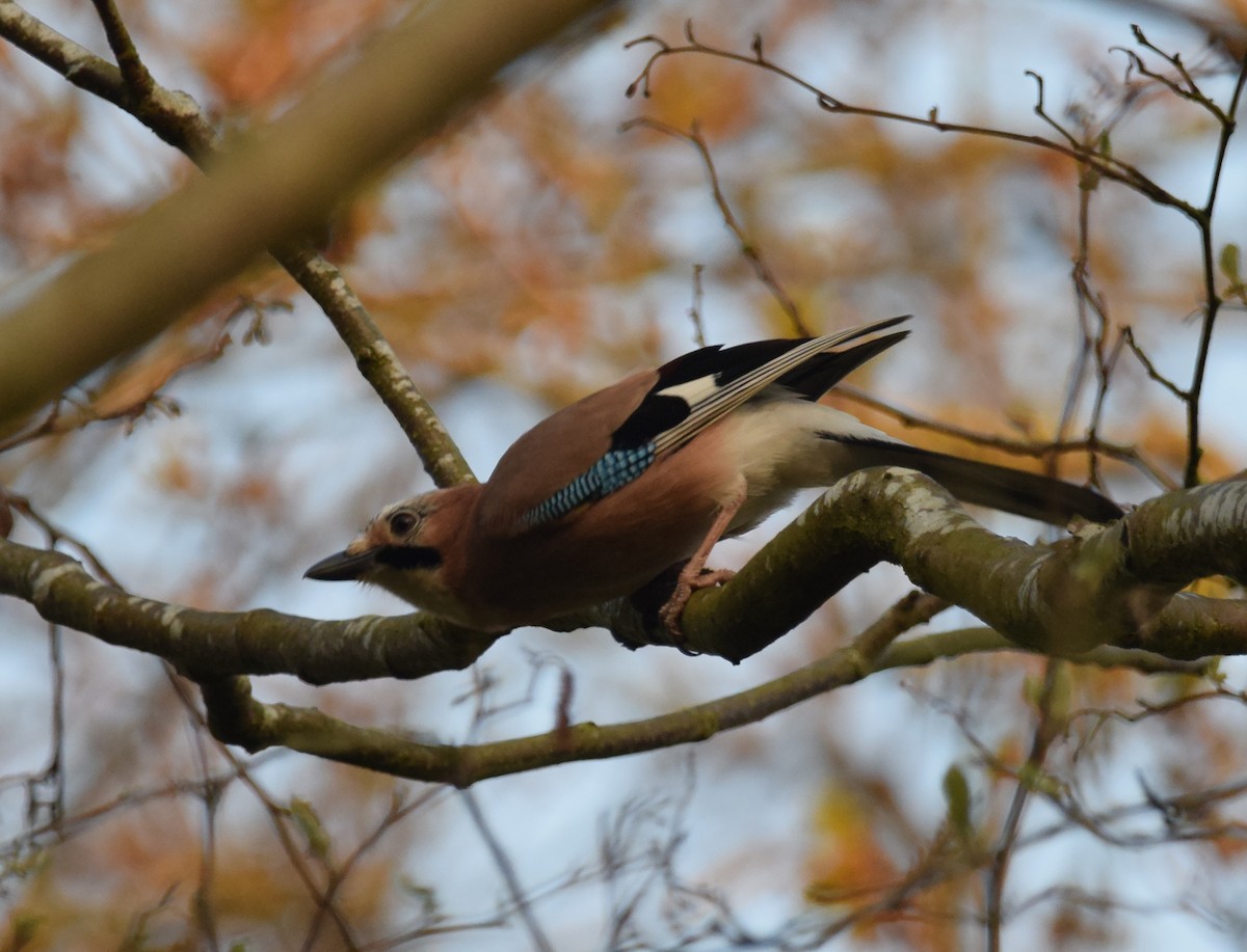 Eurasian Jay - ML207479871