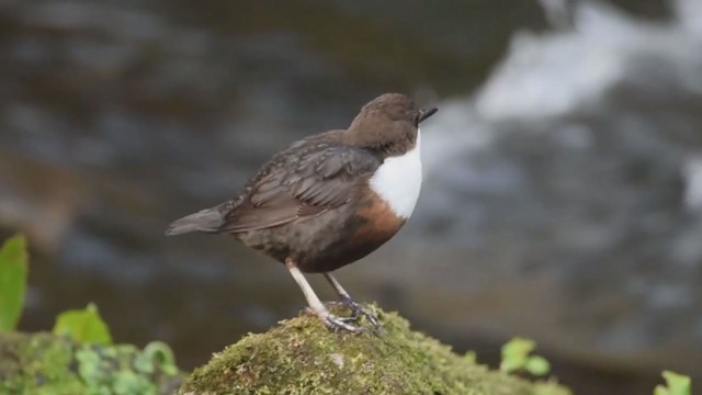 White-throated Dipper - ML207479981