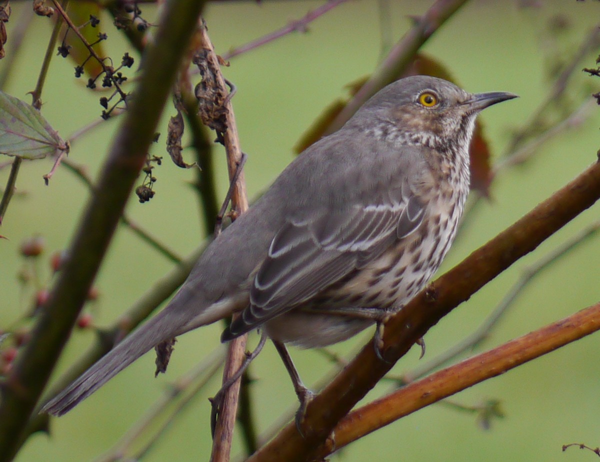 Sage Thrasher - ML20748051