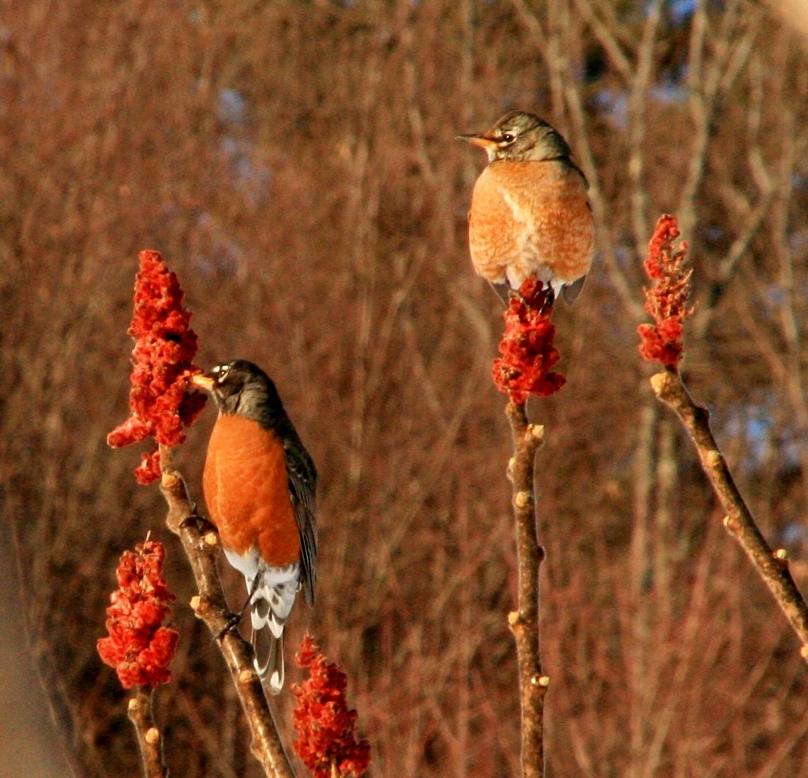 American Robin - ML207480531