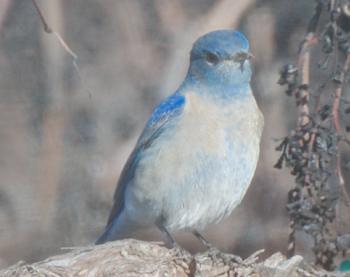 Mountain Bluebird - ML207481921