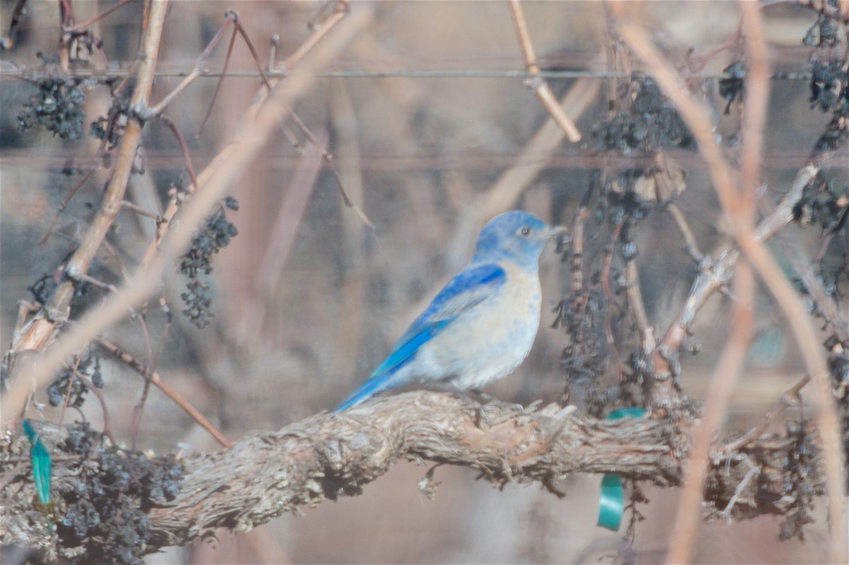 Mountain Bluebird - ML207482061