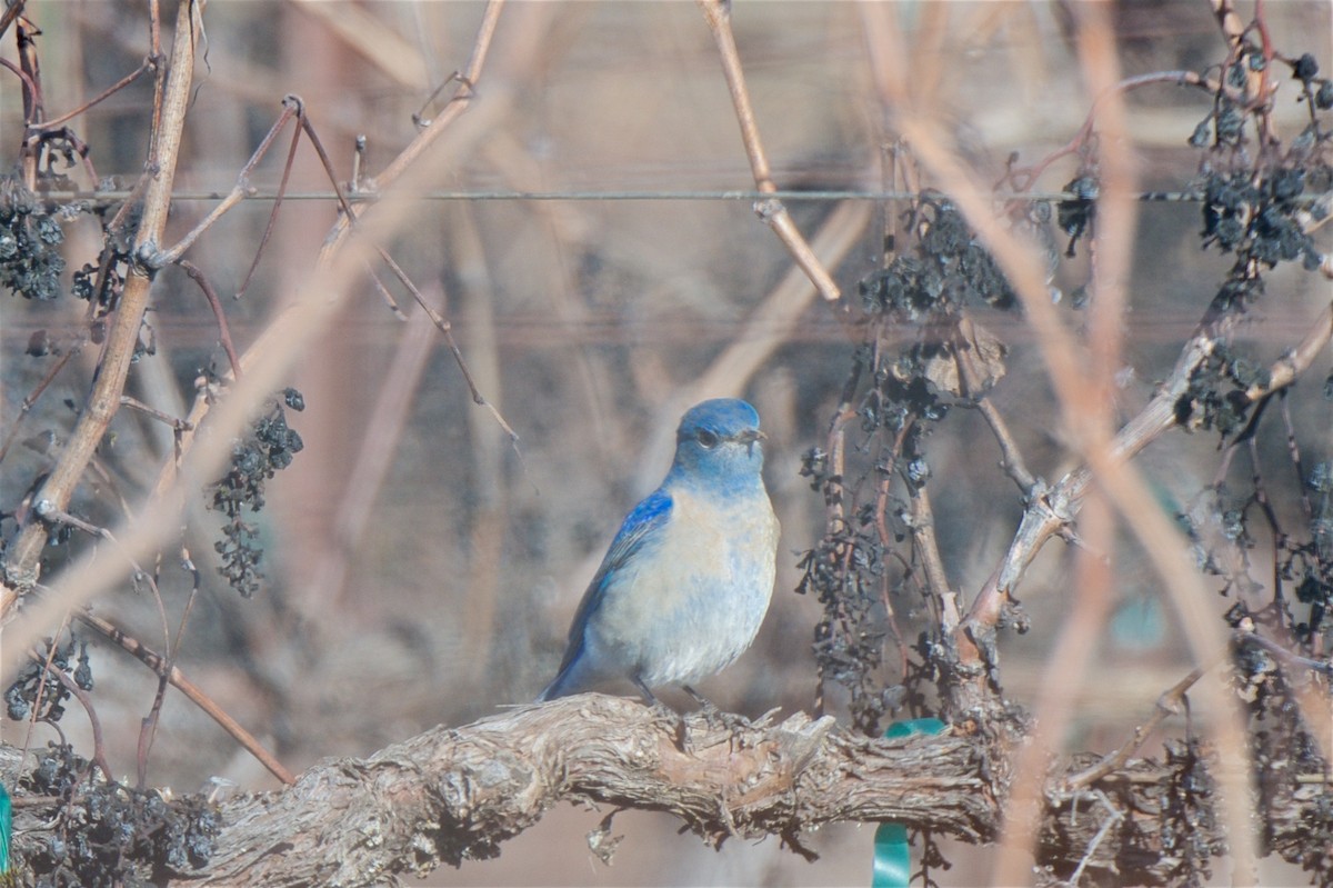 Mountain Bluebird - ML207482081