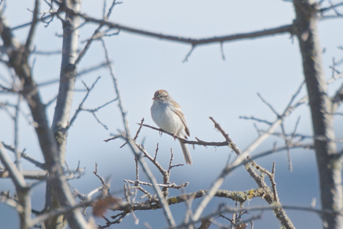 Chipping Sparrow - ML207482211