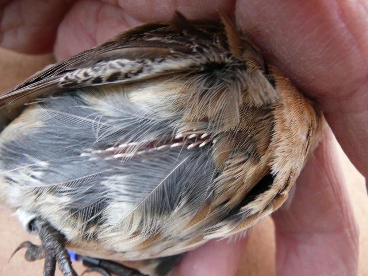 Northern Wheatear (Greenland) - ML207484331