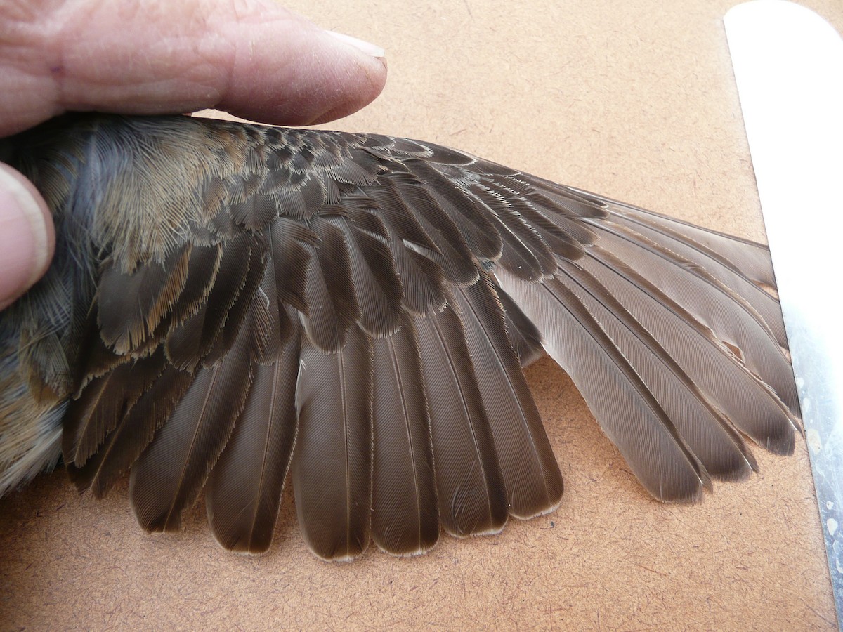 Northern Wheatear (Greenland) - ML207484341