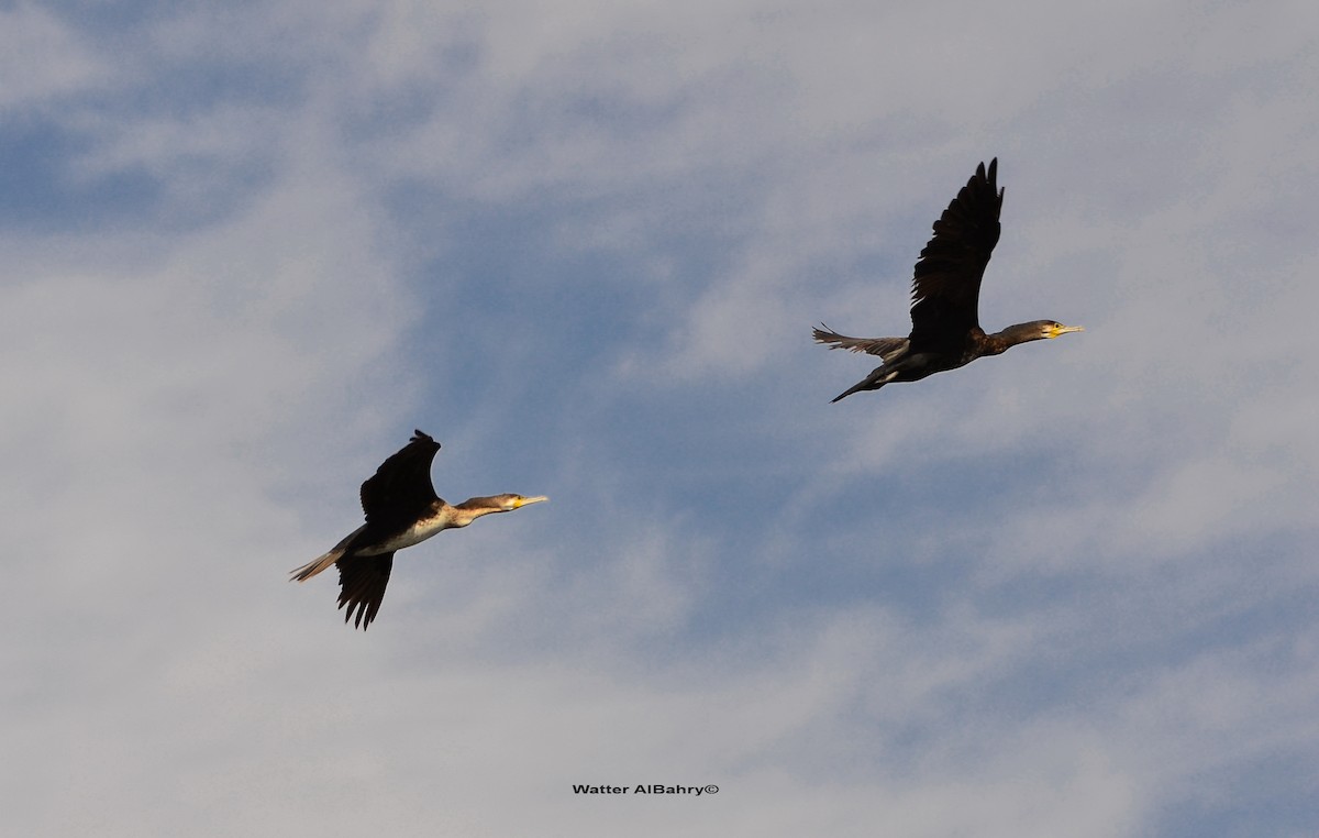 Great Cormorant - Watter AlBahry