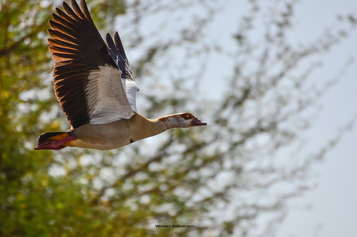 Egyptian Goose - Watter AlBahry