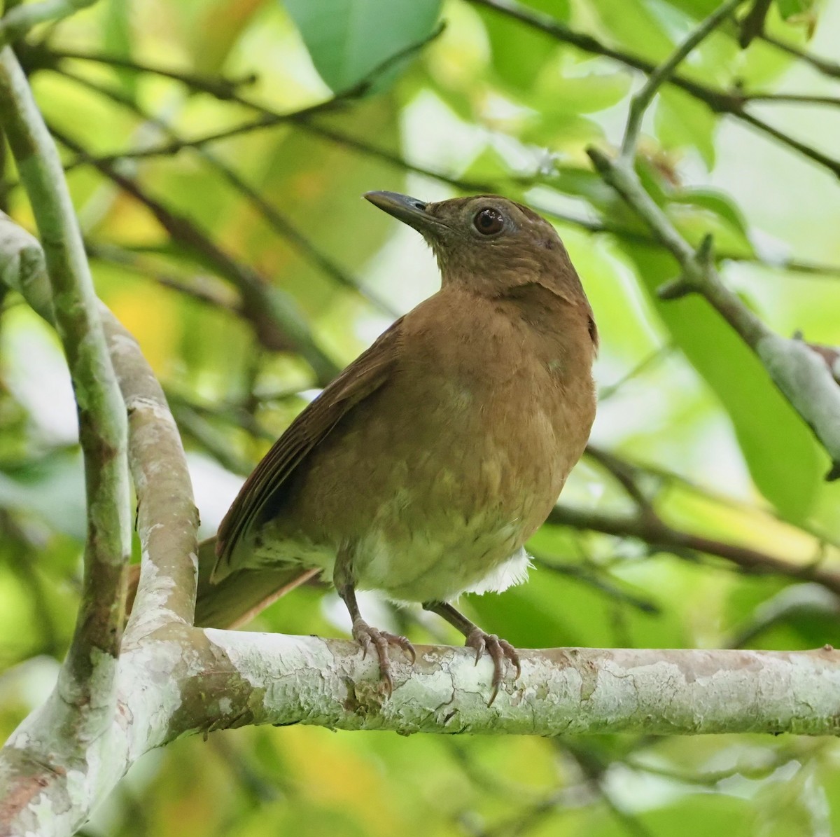 Hauxwell's Thrush - ML207484981