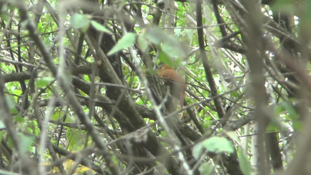 Rufous-necked Foliage-gleaner - ML207485911