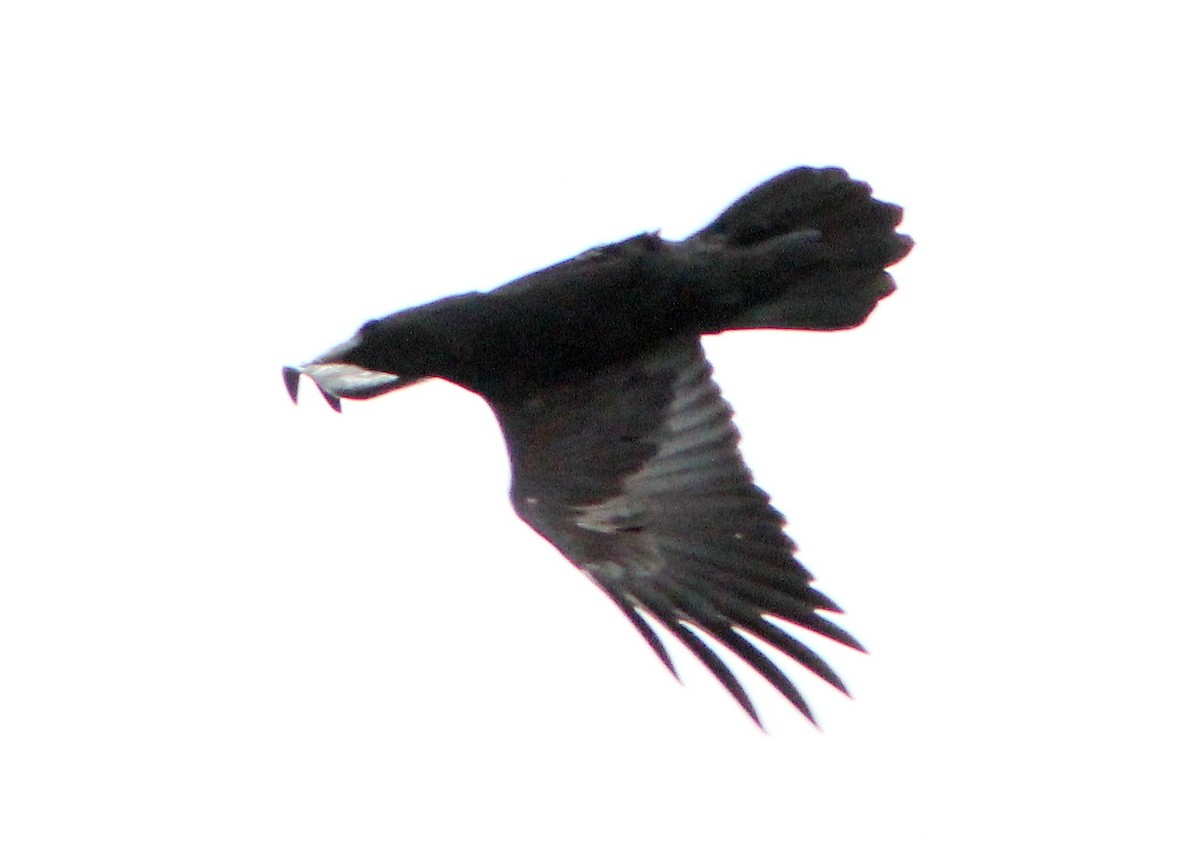Common Raven - ML207485921