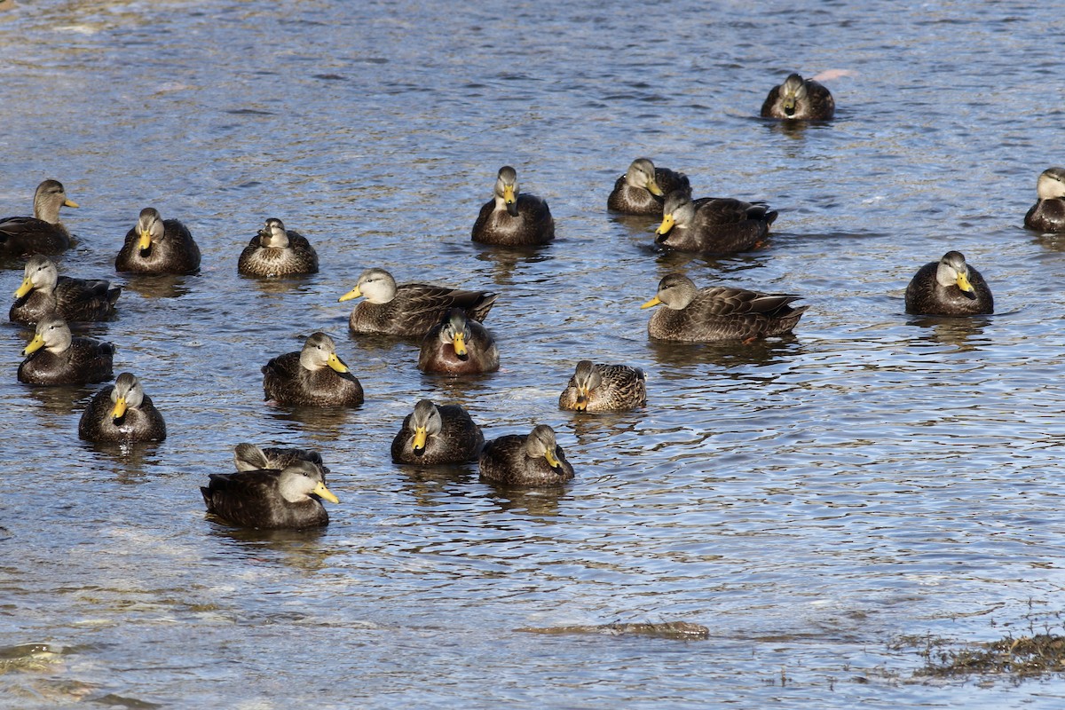 American Black Duck - George Forsyth