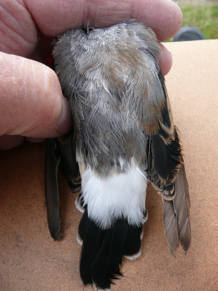 Northern Wheatear (Greenland) - ML207487041