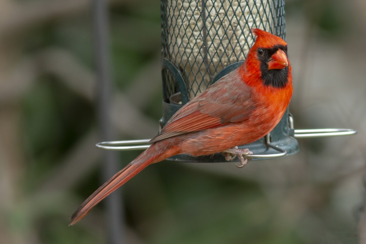 Northern Cardinal - George Holt