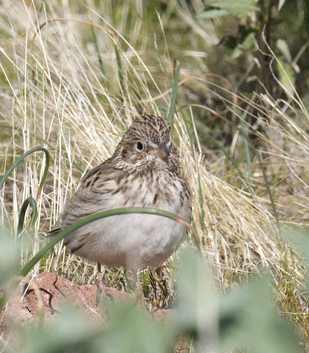 Vesper Sparrow - James Taylor