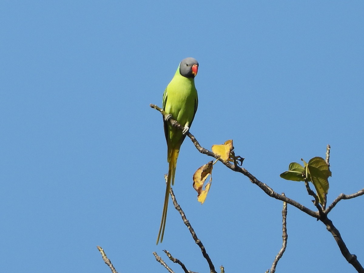 Gray-headed Parakeet - Barry Reed