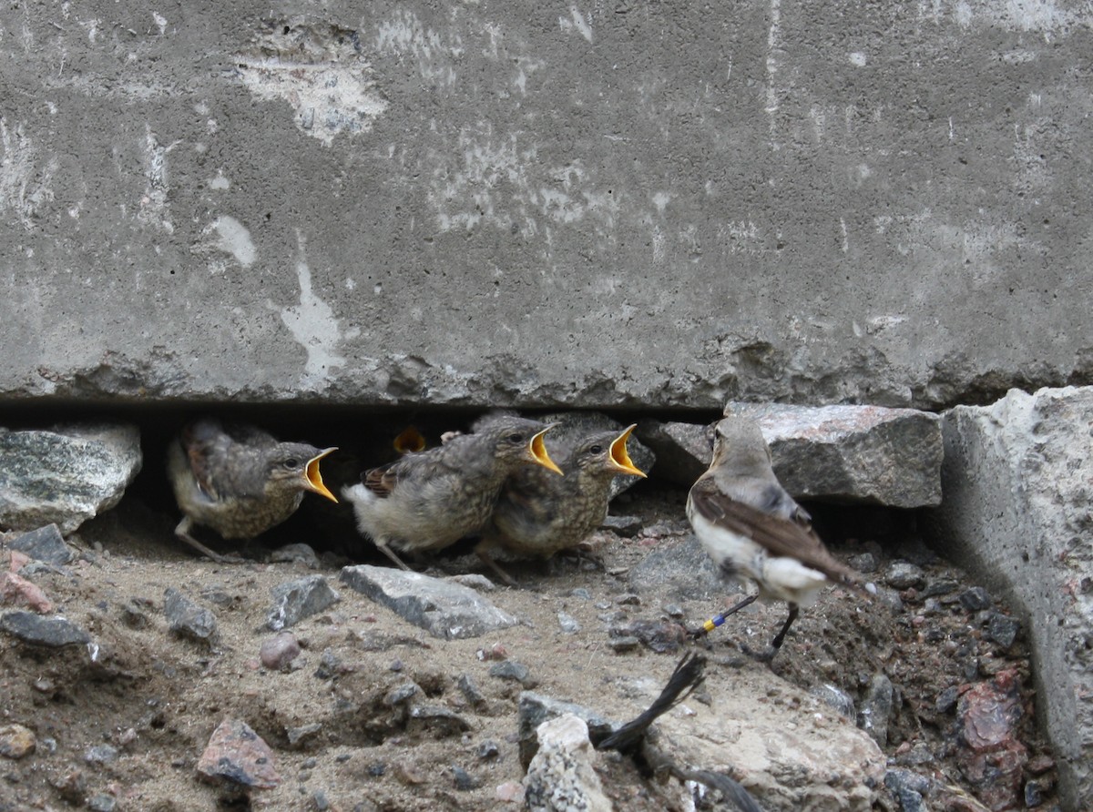 Northern Wheatear (Greenland) - ML207490221