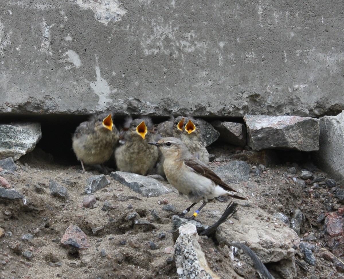 Northern Wheatear (Greenland) - ML207490251