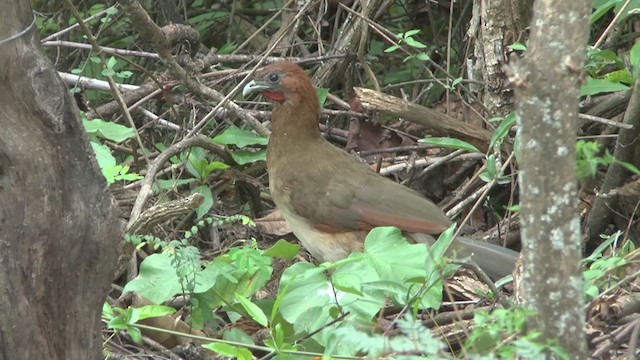 Rufous-headed Chachalaca - ML207491201