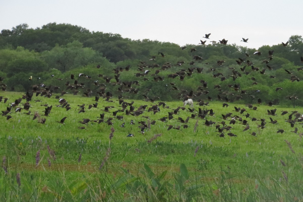 Fulvous Whistling-Duck - ML207492071