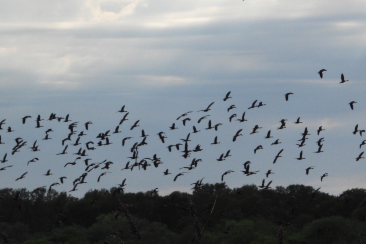 Fulvous Whistling-Duck - ML207492161