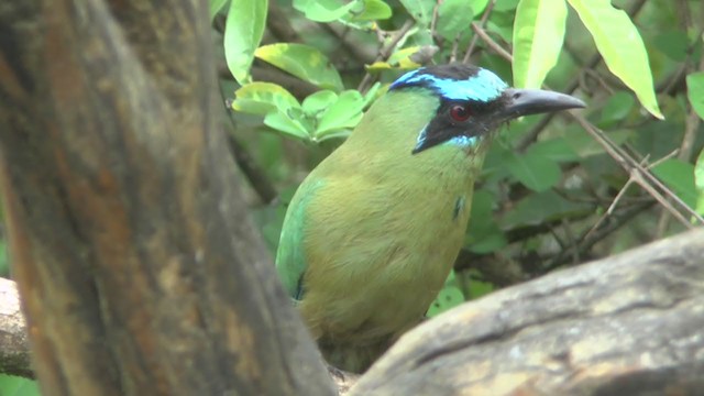 momot houkavý (ssp. argenticinctus) - ML207492231