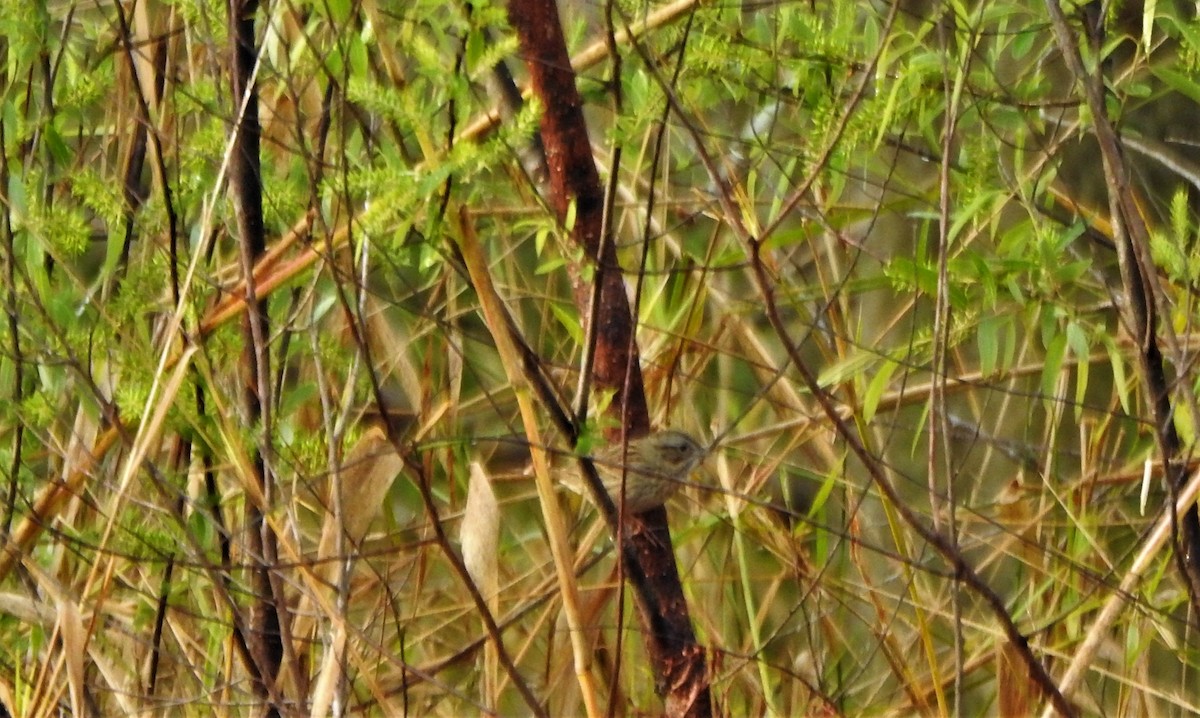 Lincoln's Sparrow - ML207493511