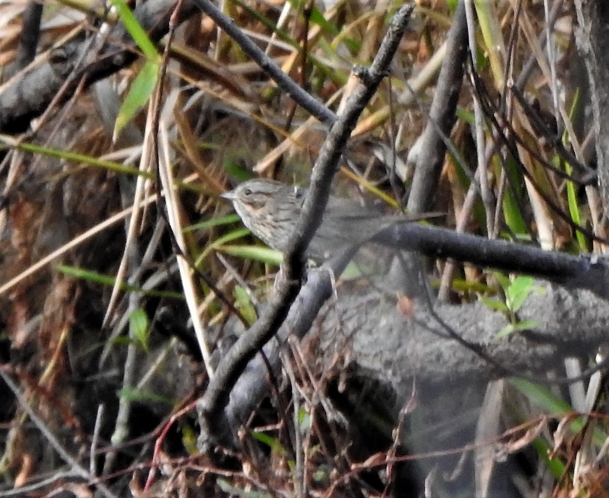 Lincoln's Sparrow - ML207493541