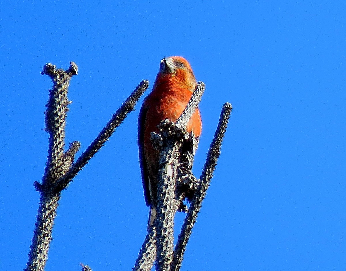 Red Crossbill - ML207494651