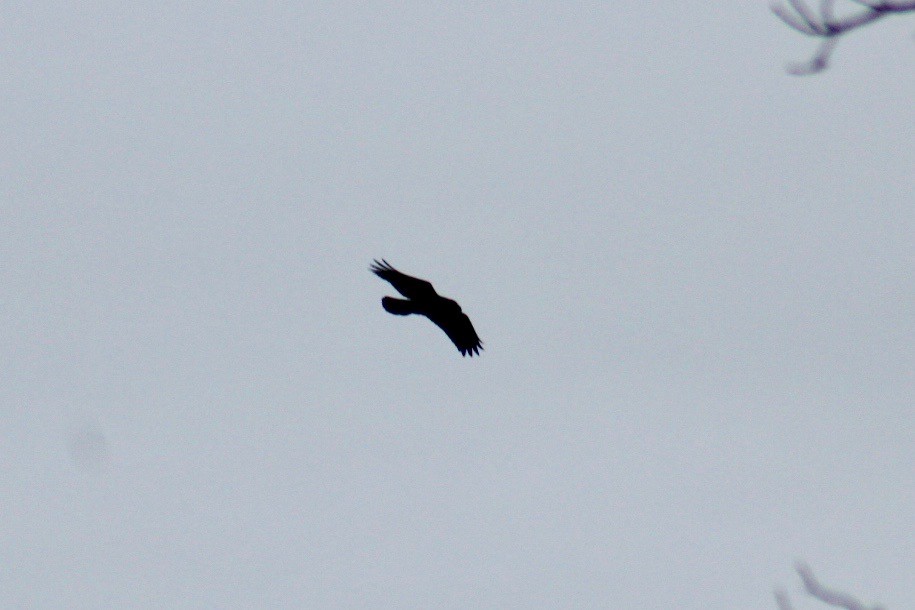 Common Raven - ML207495181