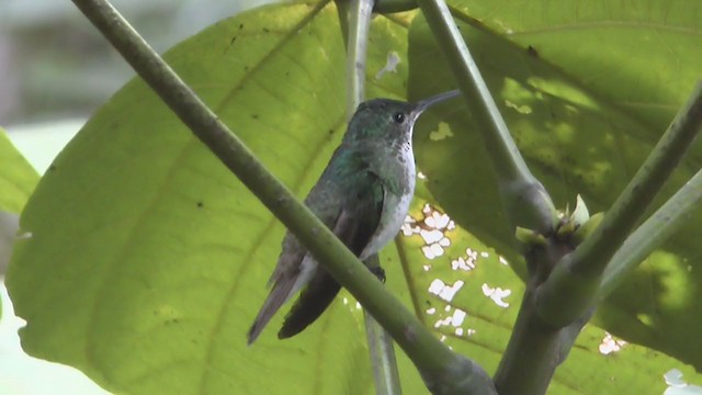 kolibřík andský - ML207495461