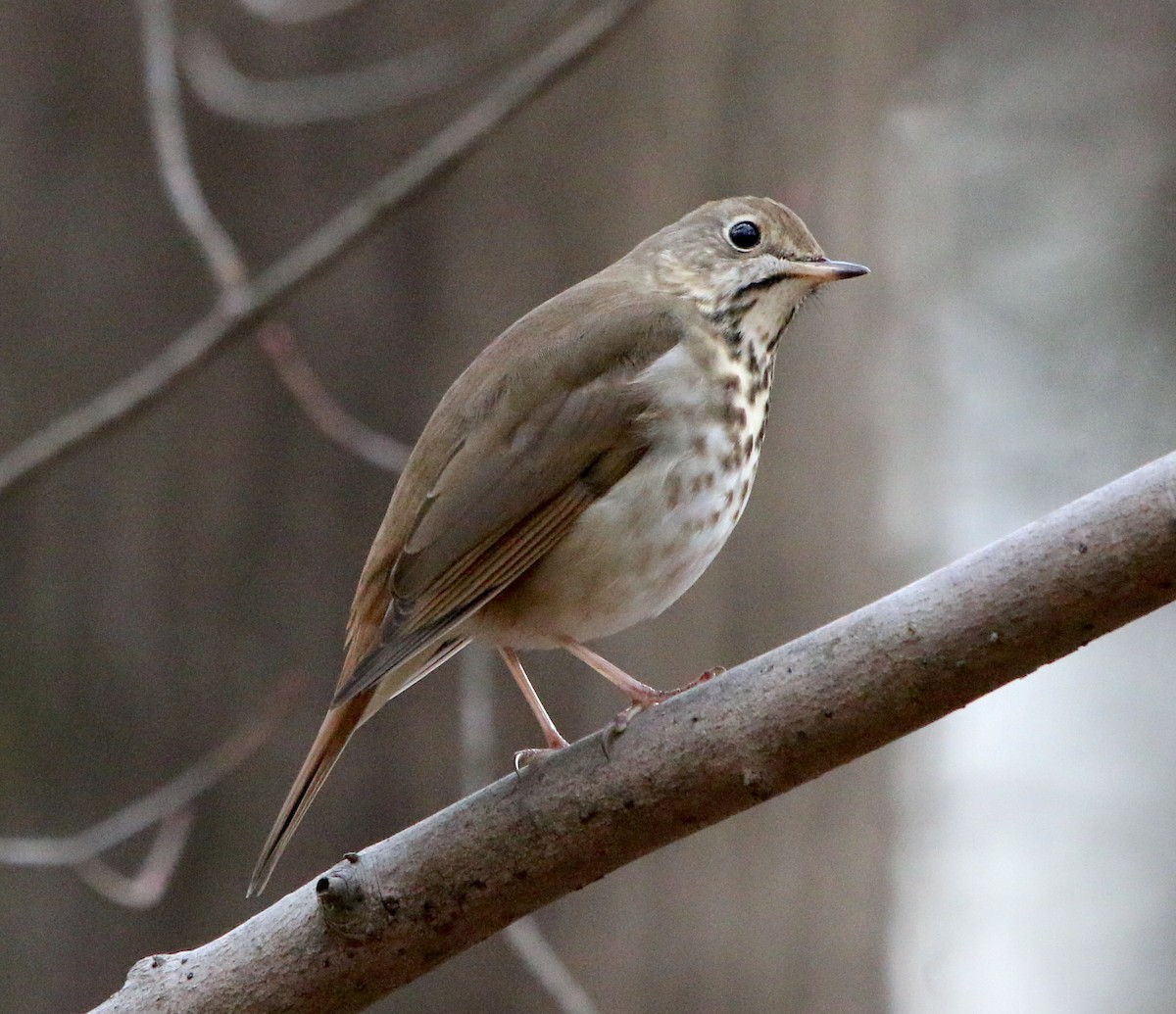 Hermit Thrush - ML207497851