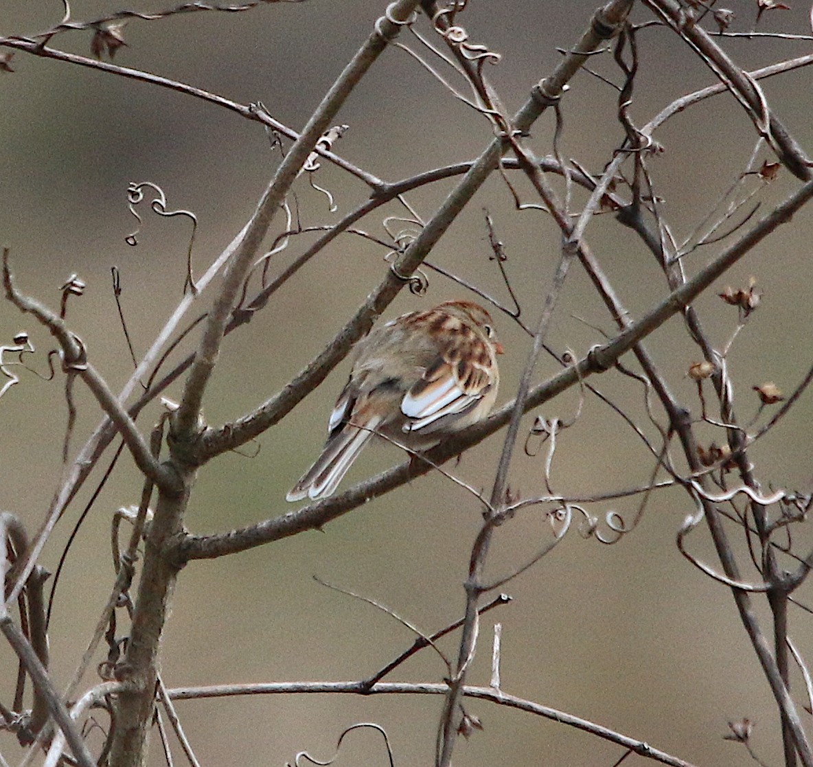 Field Sparrow - ML207497901