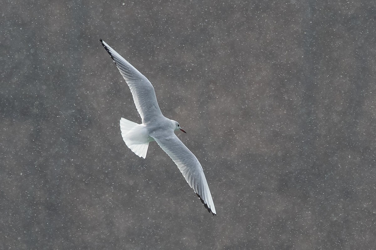 Black-headed Gull - ML207498091