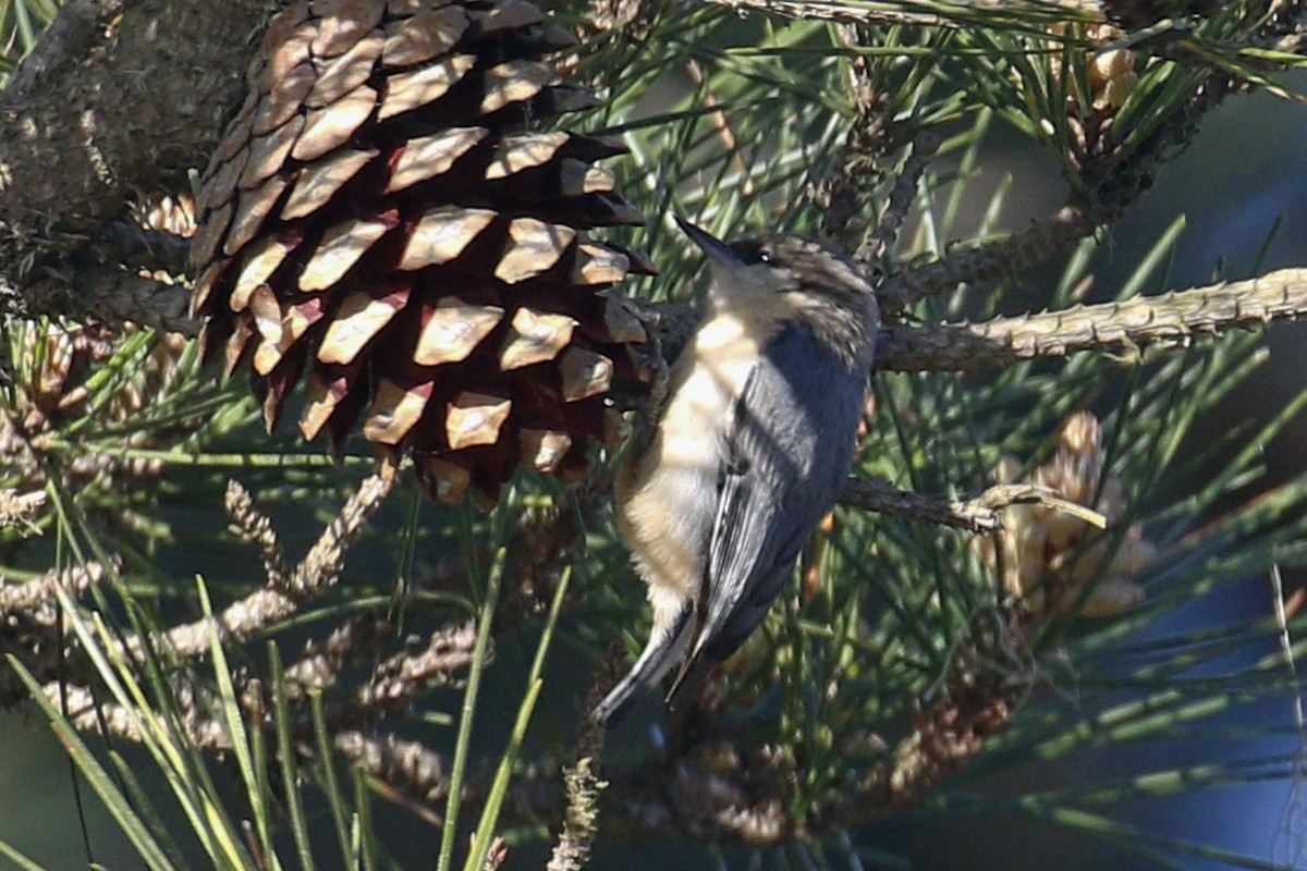 Pygmy Nuthatch - ML207498161