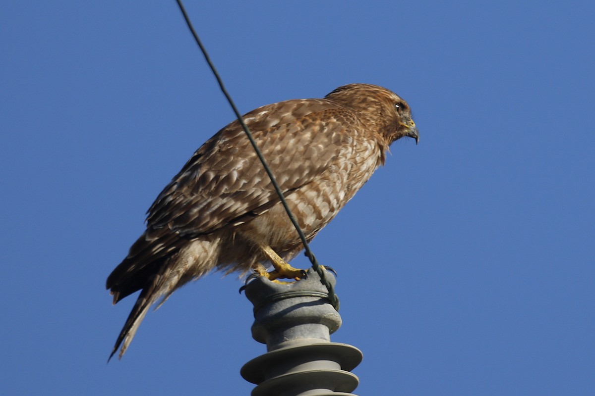 Red-shouldered Hawk - Donna Pomeroy