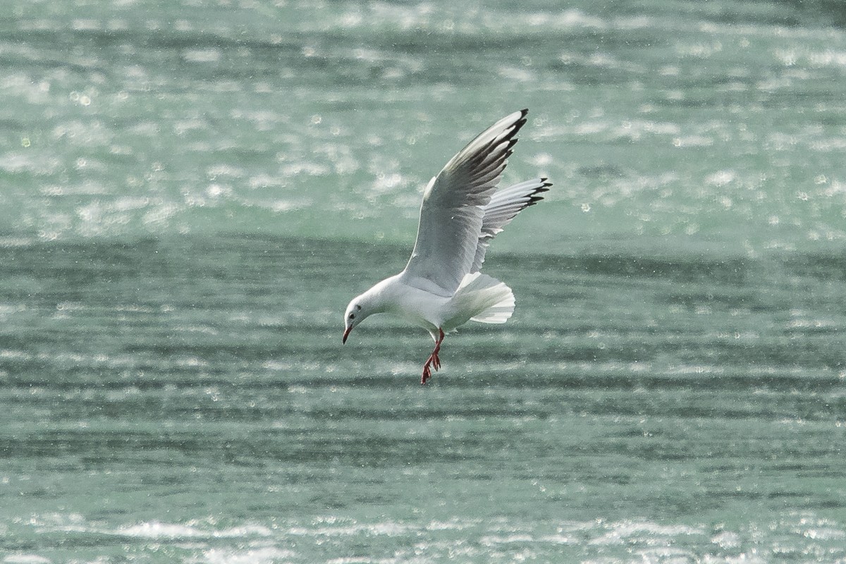 Black-headed Gull - ML207498201