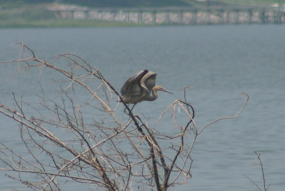 Reddish Egret - ML20749821