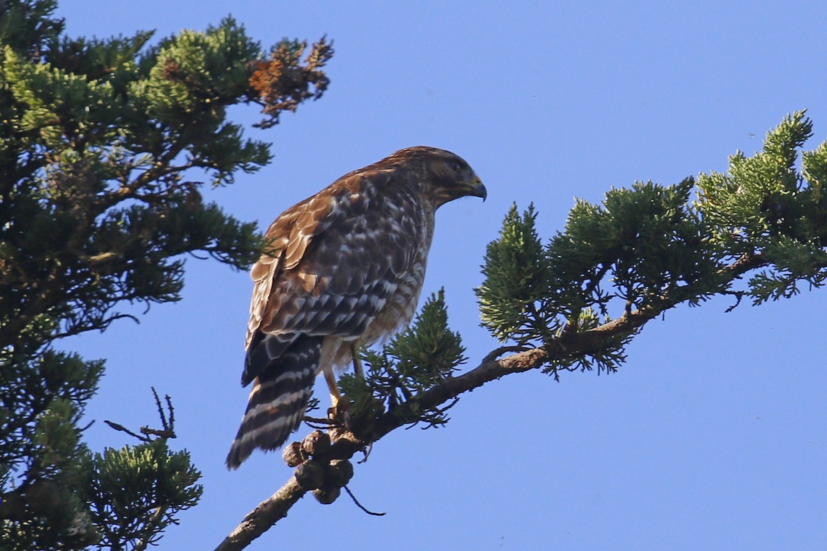 Red-shouldered Hawk - Donna Pomeroy