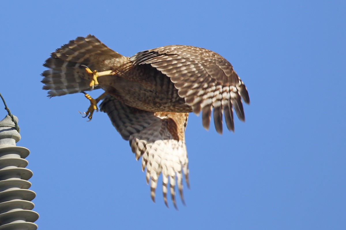 Red-shouldered Hawk - ML207498241