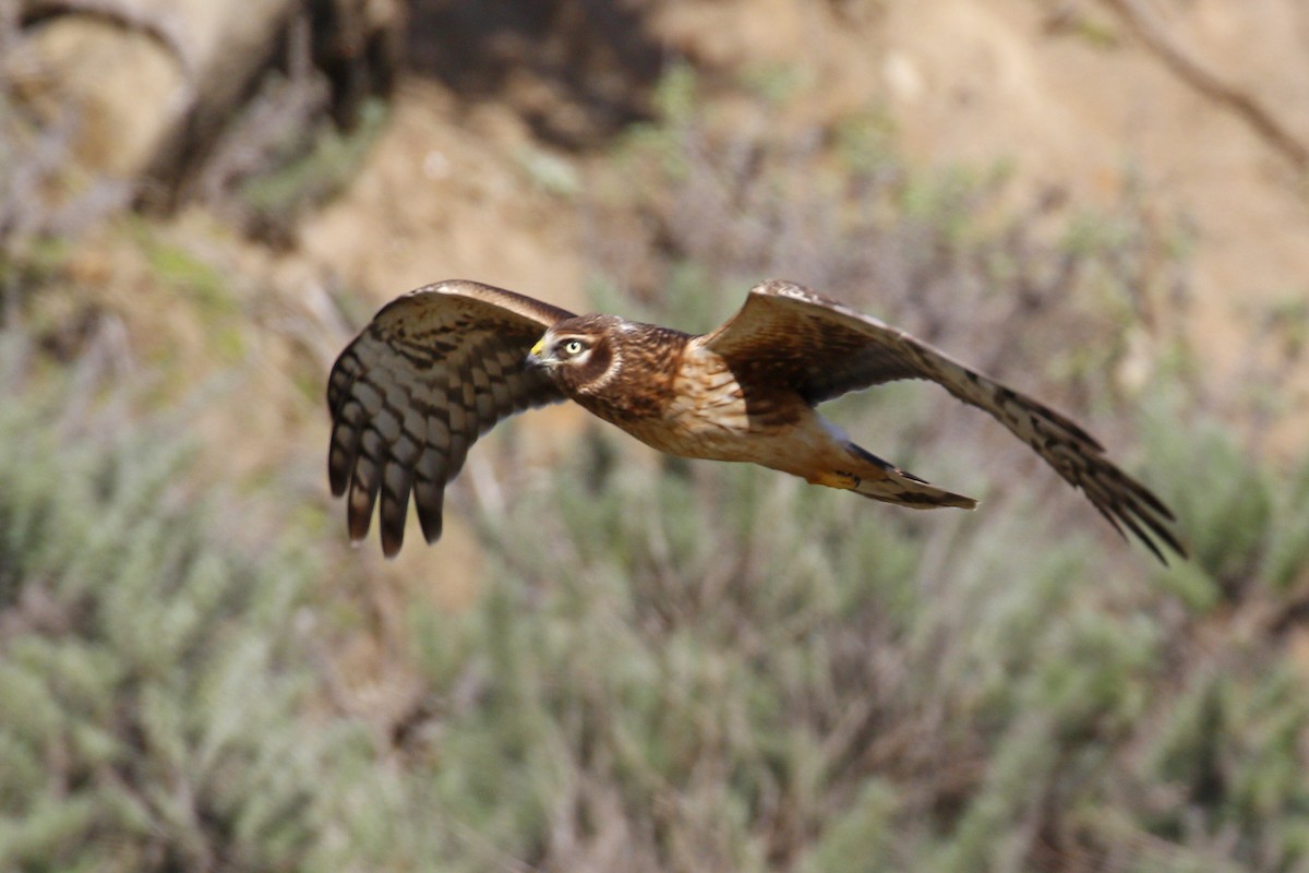 Northern Harrier - ML207498311