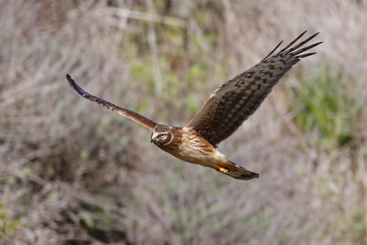 Northern Harrier - Donna Pomeroy