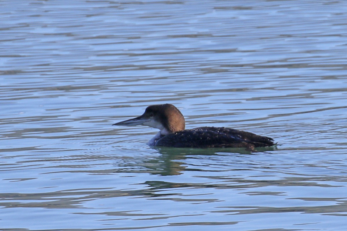 Common Loon - ML207498501