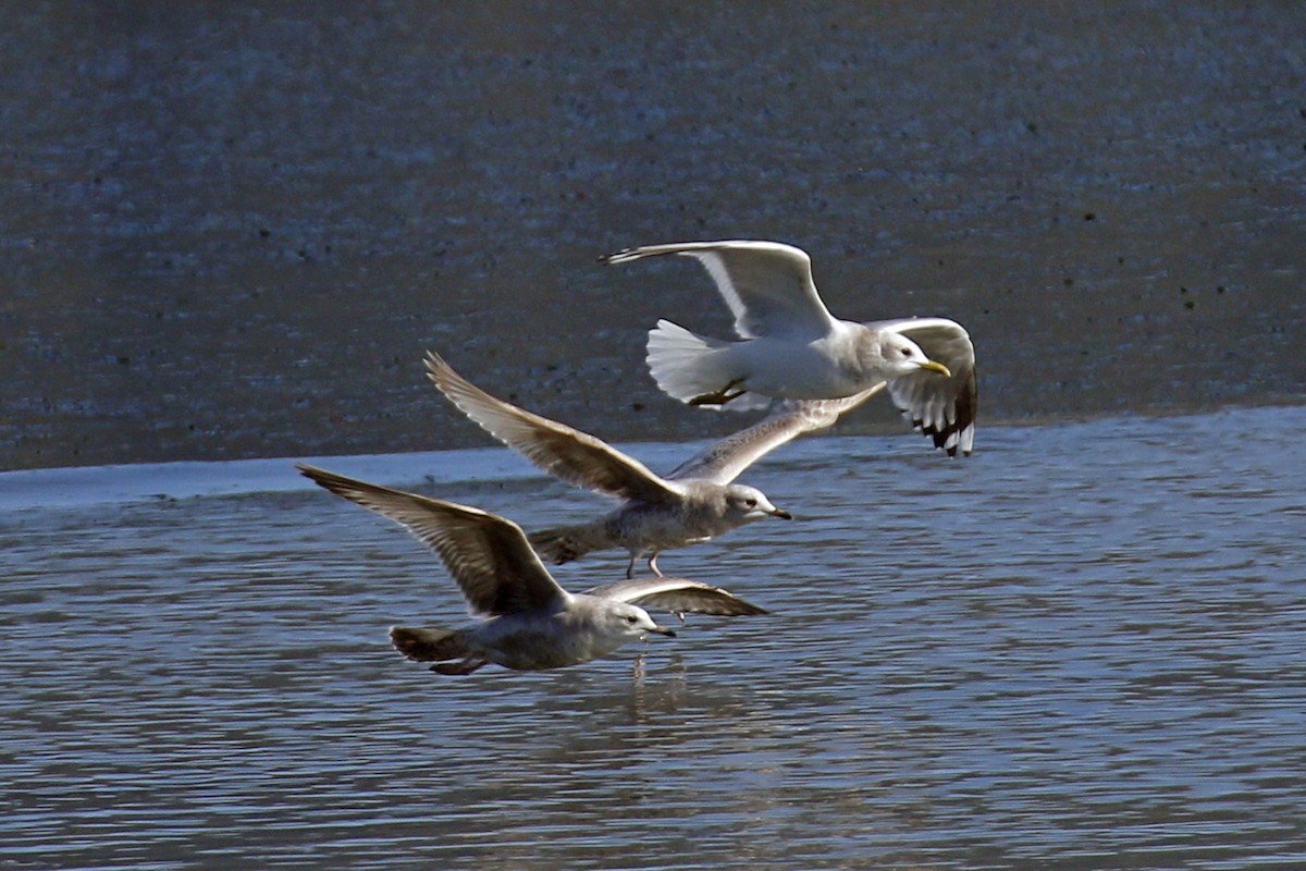 Short-billed Gull - ML207498591