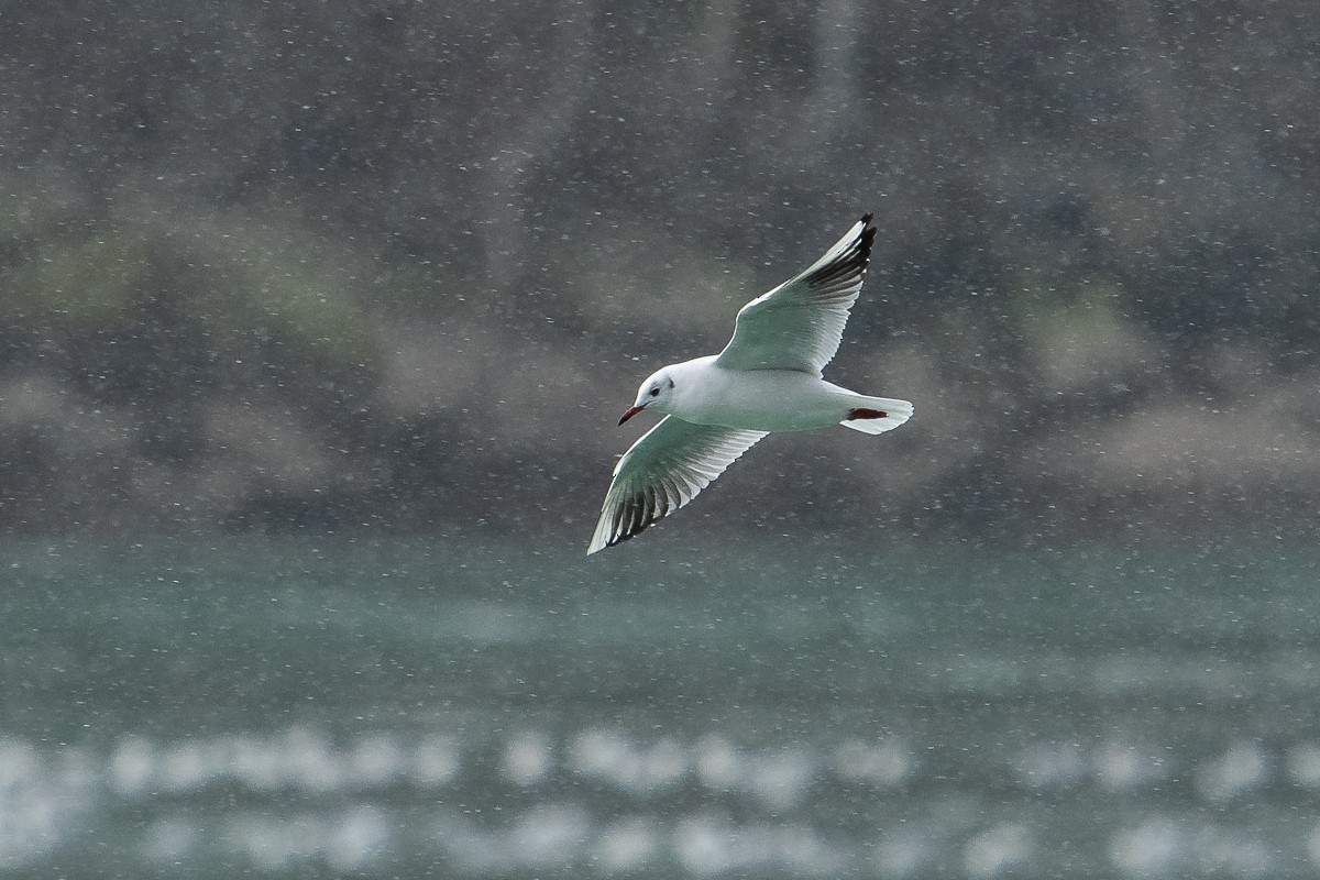 Black-headed Gull - ML207498621