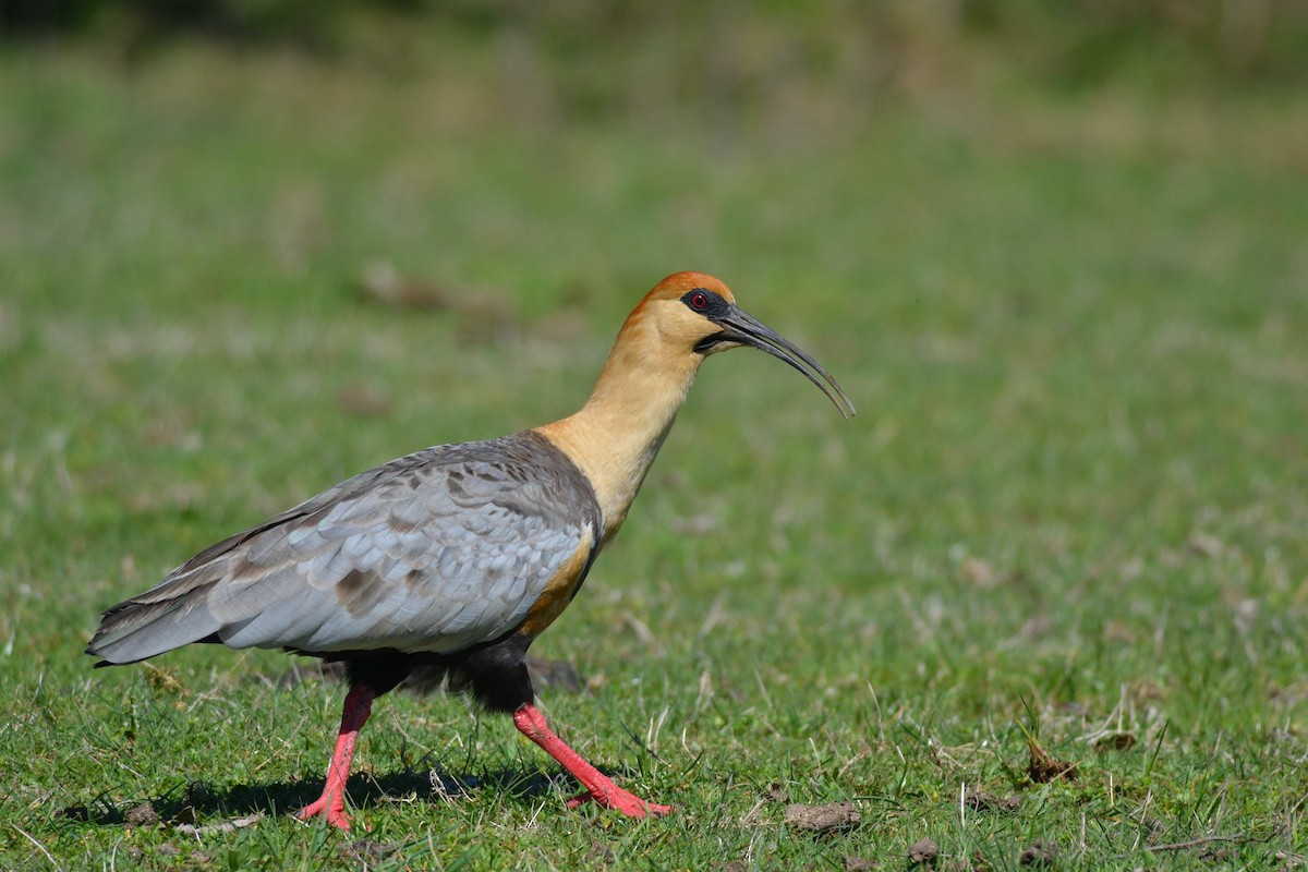 Black-faced Ibis - ML207498821