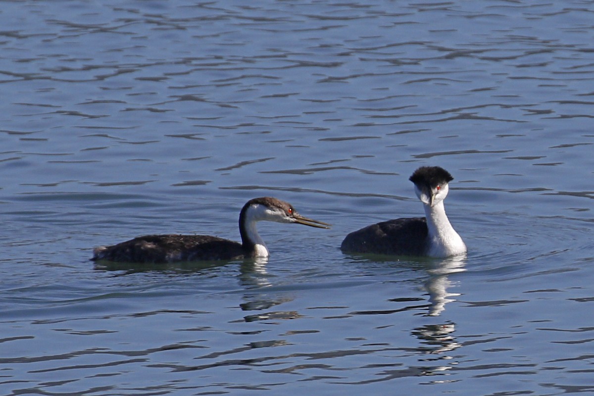 Western Grebe - Donna Pomeroy