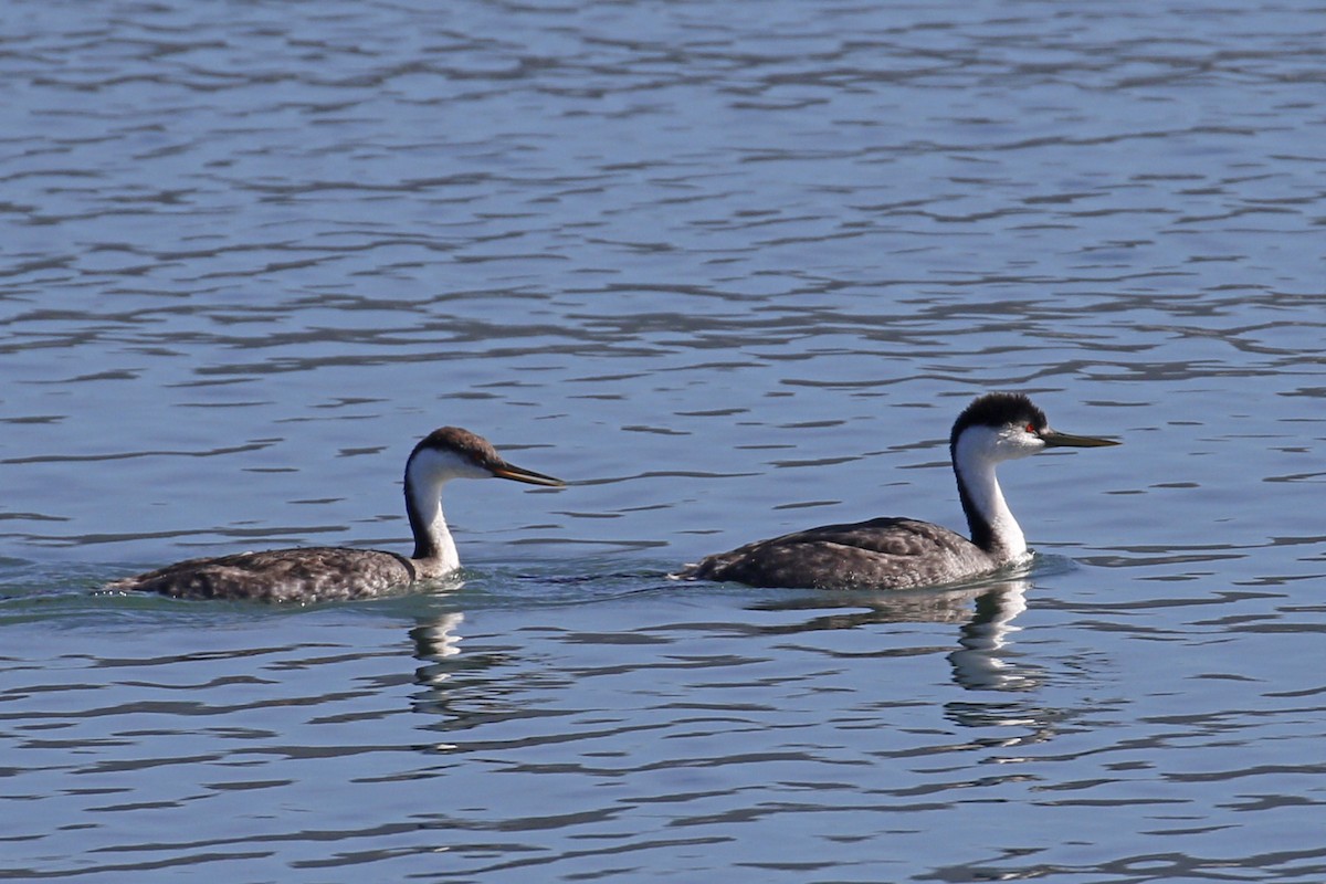 Western Grebe - Donna Pomeroy