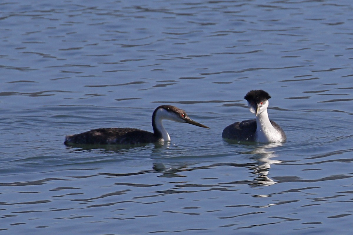 Western Grebe - Donna Pomeroy